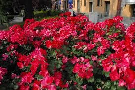 Un cespuglio di rose