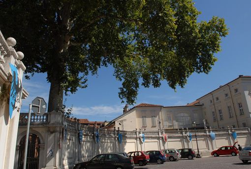 Nuovo look per il platano di Alfieri