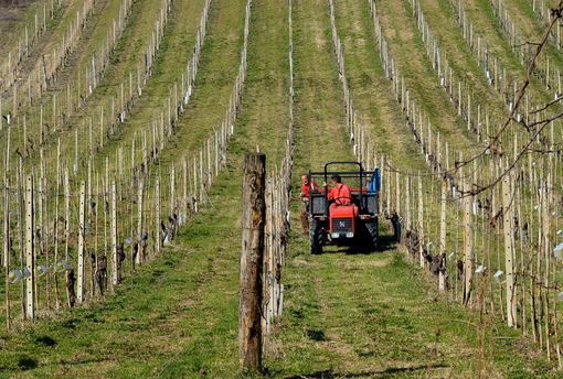Confagricoltura Piemonte a Bruxelles: "L'agricoltura ha un ruolo fondamentale nella mitigazione dei cambiamenti climatici” Confagricoltura Piemonte a Bruxelles: "L'agricoltura ha un ruolo fondamentale nella mitigazione dei cambiamenti climatici”