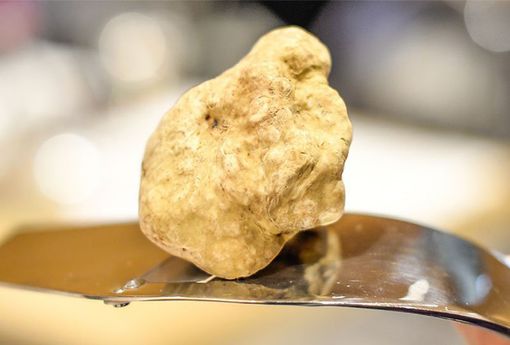 Un tartufo bianco