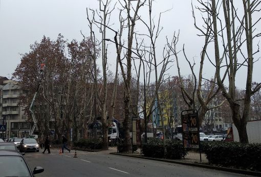 Asti: in corso di svolgimento una serie di rilevanti interventi di potatura