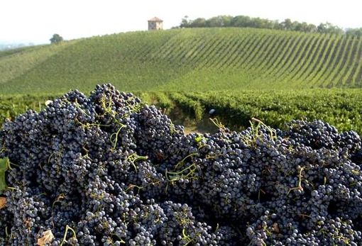 Vino, la soddisfazione di Coldiretti Piemonte: "Aumenta l'export ed è boom per l'enoturismo" Vino, la soddisfazione di Coldiretti Piemonte: "Aumenta l'export ed è boom per l'enoturismo"