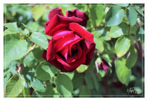 Foto Efrem Zanchettin - Merfephoto Foto Efrem Zanchettin - Merfephoto