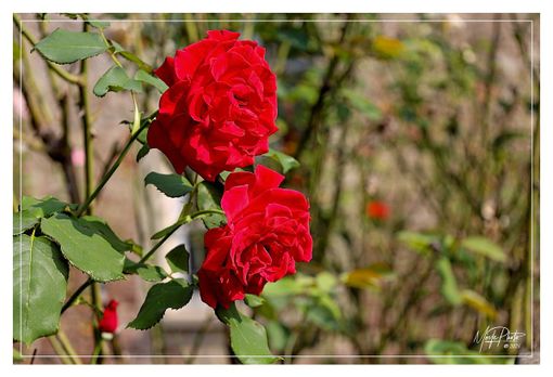 Ph Efrem Zanchettin - Merfephoto