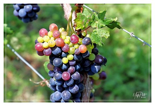 Ph Efrem Zanchettin - Merfephoto