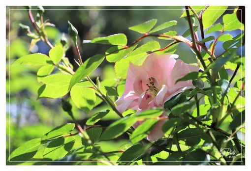 Foto Merfephoto Foto Merfephoto