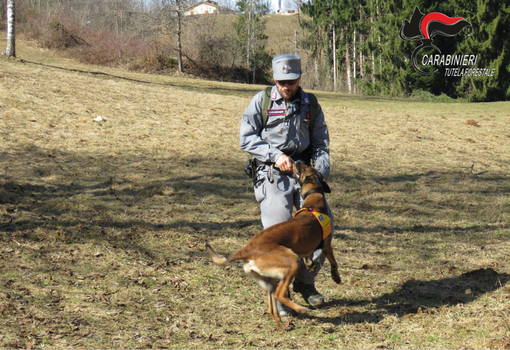 Cani antiveleno dei Carabinieri Forestali in azione a San Damiano d’Asti