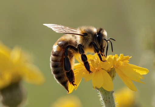 Apicoltori piemontesi: finanziamento per 431 operatori del settore Apicoltori piemontesi: finanziamento per 431 operatori del settore