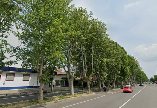 Un'immagine d'archivio dei platani di viale Pilone Un'immagine d'archivio dei platani di viale Pilone