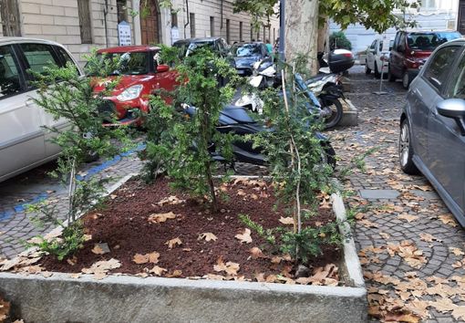 Piantine di Tasso piantumate in piazza Castigliano Piantine di Tasso piantumate in piazza Castigliano