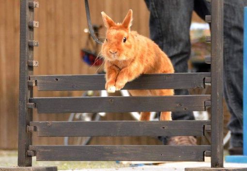Nuove passioni nella vecchia fattoria Nuove passioni nella vecchia fattoria