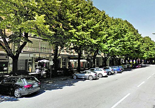 Asti: domani un sopralluogo nei viali alberati per una città migliore Asti: domani un sopralluogo nei viali alberati per una città migliore