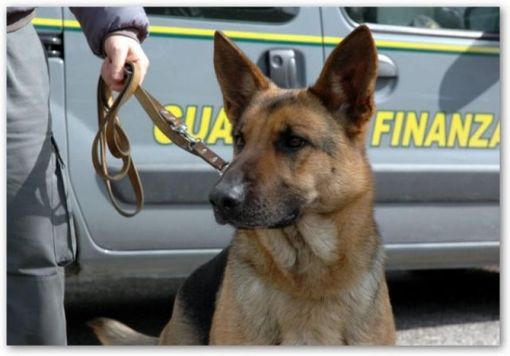 Cani antidroga della FInanza (repertorio) Cani antidroga della FInanza (repertorio)