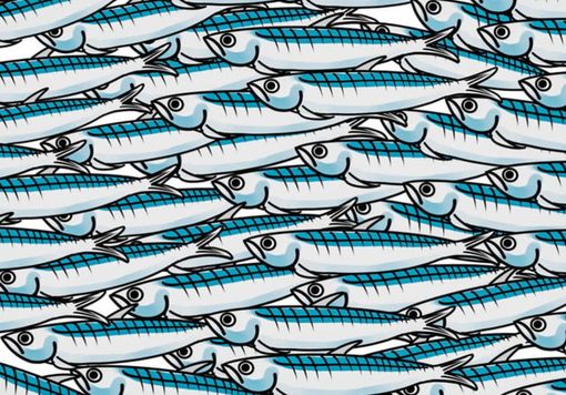 Viviamo in un posto bellissimo: le Sardine di Alfieri Viviamo in un posto bellissimo: le Sardine di Alfieri
