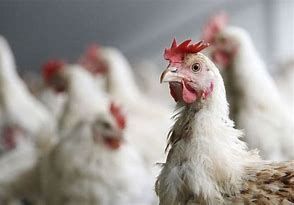 Allevamenti avicoli astigiani: dalla Asl At le misure di sicurezza contro le malattie Allevamenti avicoli astigiani: dalla Asl At le misure di sicurezza contro le malattie