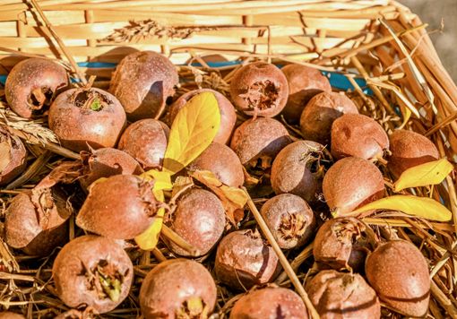 La Fiera del Puciu di Farigliano: la memoria dell’ultimo frutto dell’autunno