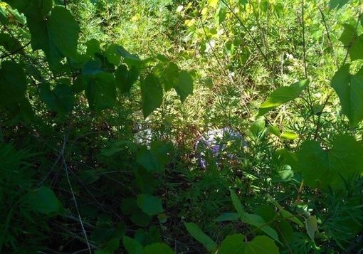 Favorire recupero aree abbandonate. La Giunta abbassa importo base per eliminazione vegetazione