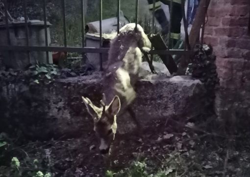 Immagine di archivio