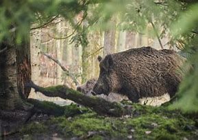 PSA, l'allarme di Confagricoltura: la filiera suinicola nazionale perde oltre 20 milioni di euro al mese PSA, l'allarme di Confagricoltura: la filiera suinicola nazionale perde oltre 20 milioni di euro al mese