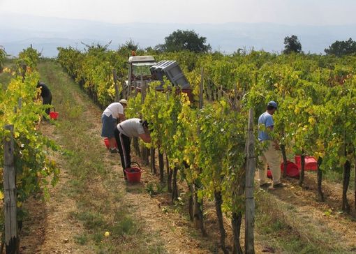 Persone al lavoro in vigna