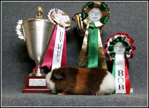 Piacenza: a Petsfestival, dal 19 al 20 ottobre, vanno in scena le cavie peruviane Piacenza: a Petsfestival, dal 19 al 20 ottobre, vanno in scena le cavie peruviane