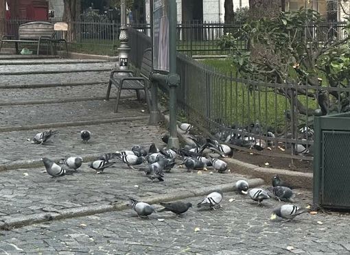 I piccioni in piazzetta San Paolo