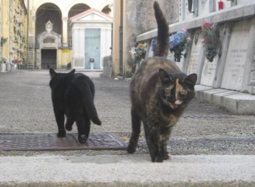 Un paio di 'ospiti' della colonia felina del cimitero di Asti Un paio di 'ospiti' della colonia felina del cimitero di Asti