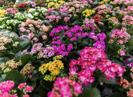 Confagricoltura chiede lo stato di crisi  per il florovivaismo piemontese