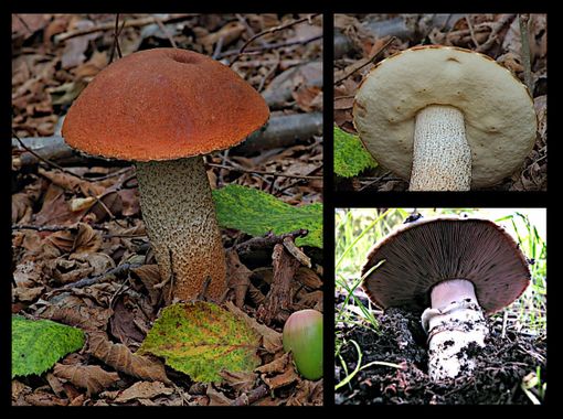 Ultimi giorni per il Foto-Bioblitz micologico nel Parco Paleontologico Astigiano