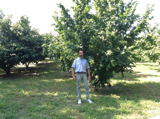 Federico Calizzano all'interno del noccioleto della sua azienda agricola
