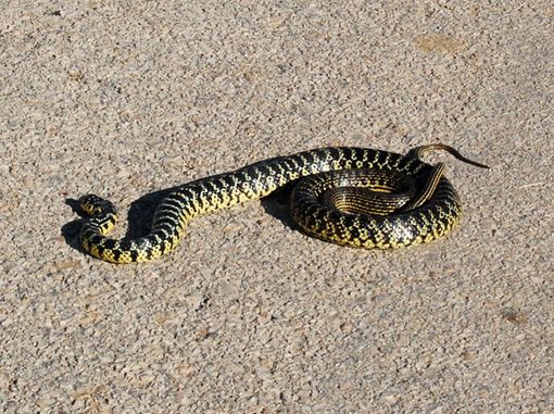 Trovano una biscia in bagno, a Canelli. Intervengono i vigili del fuoco