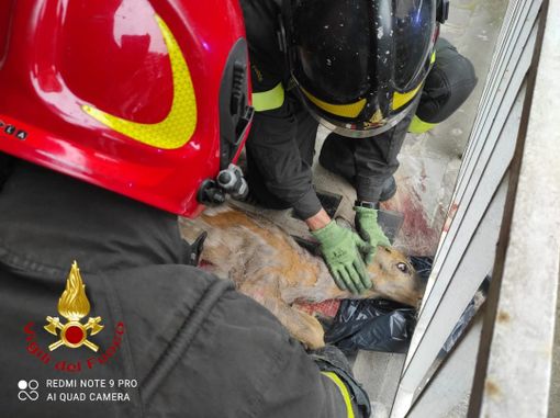 Nuovo salvataggio dei vigili del fuoco di Asti di un capriolo incastrato in un cancello