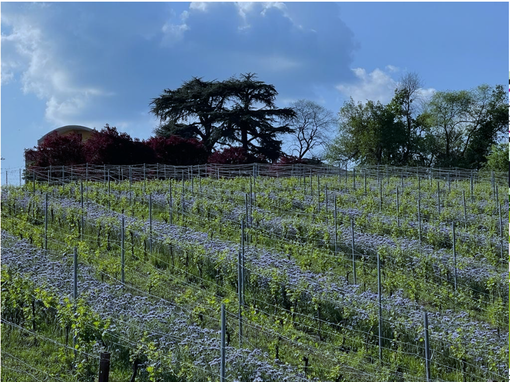 Vigneti Fioriti al Penna: martedì 17 maggio prove di inerbimento Vigneti Fioriti al Penna: martedì 17 maggio prove di inerbimento