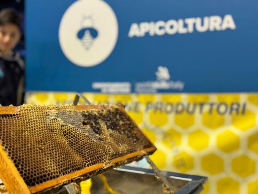 Il regno delle api, sentinelle della natura: dalla Regione 100mila euro per 50 progetti nelle scuole