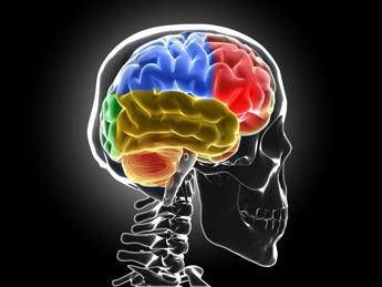 Scoperto nuovo meccanismo sviluppo sclerosi multipla, studio italiano