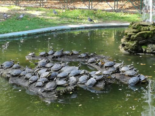 Torna la pulizia del laghetto ai giardini pubblici di Asti con l'associazione Una, Uomo, animali, natura