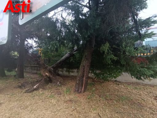 La pianta abbattuta dal vento il 7 agosto in via dello Scalo La pianta abbattuta dal vento il 7 agosto in via dello Scalo