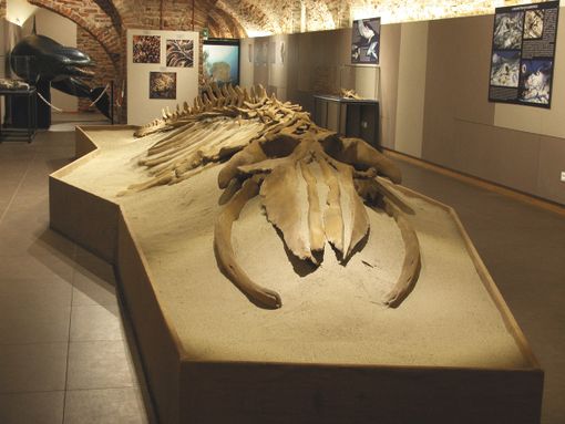Il fossile di balena, ritrovato a Vigliano, è uno dei preziosi reperti custoditi al Museo Paleontologico di Asti Il fossile di balena, ritrovato a Vigliano, è uno dei preziosi reperti custoditi al Museo Paleontologico di Asti