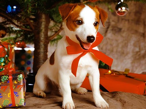 &quot;Un magico natale a quattro zampe&quot;: il canile di Refrancore lancia il suo primo  concorso fotografico