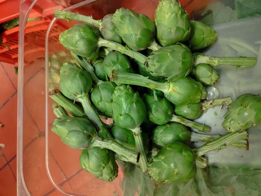 Il 17 e 18 maggio a Costigliole d’Asti la prima edizione della Sagra dell’articiòch, il carciofo astigiano della Val Tiglione e del Sorì