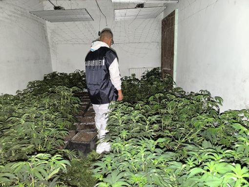 Nuova piantagione di marijuana scoperta a Vigliano d'Asti: sequestrate 762 piante e 65 chilogrammi di infiorescenze già essiccate Nuova piantagione di marijuana scoperta a Vigliano d'Asti: sequestrate 762 piante e 65 chilogrammi di infiorescenze già essiccate