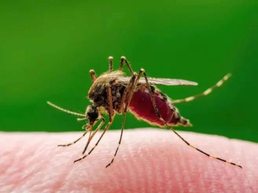 Ad Asti caso di West nile in uomo di ottantacinque anni, ricoverato in Rianimazione