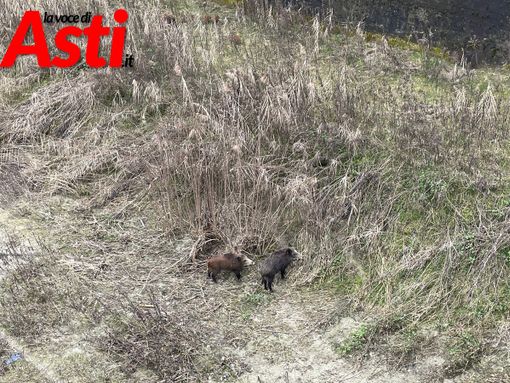 Cinghiali a Canelli (febbraio 2025) Cinghiali a Canelli (febbraio 2025)