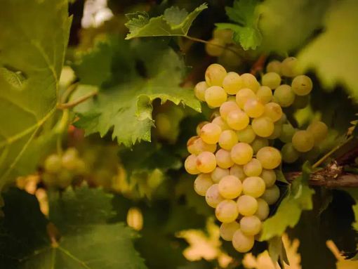 A Costigliole d’Asti debutta “Oro Bianco”: il weekend dedicato a Chardonnay, Moscato d’Asti e Champagne A Costigliole d’Asti debutta “Oro Bianco”: il weekend dedicato a Chardonnay, Moscato d’Asti e Champagne