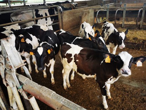 Qualità e trasparenza: l’eccellenza di Piemonte Latte, dal 1982