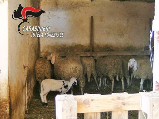 Scoperto maxi allevamento abusivo a Vinchio: ovini probabilmente destinati alla macellazione clandestina Scoperto maxi allevamento abusivo a Vinchio: ovini probabilmente destinati alla macellazione clandestina