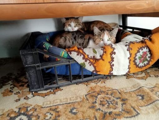 Alcuni dei micetti in cerca di casa