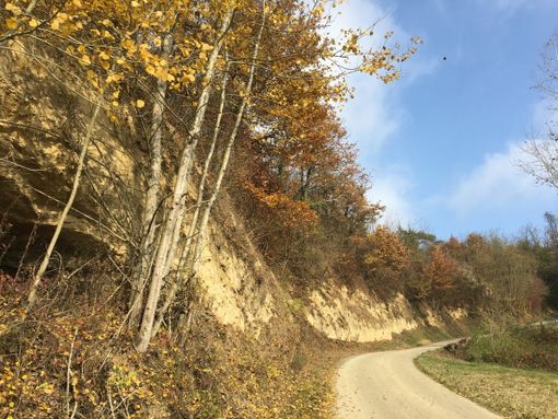 La balena grigia al Museo di Asti e un affioramento a Cortandone