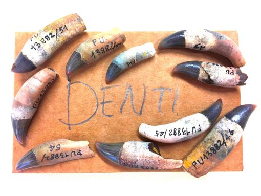 Denti di delfino in una delle immagini di "Fossili e Territori"