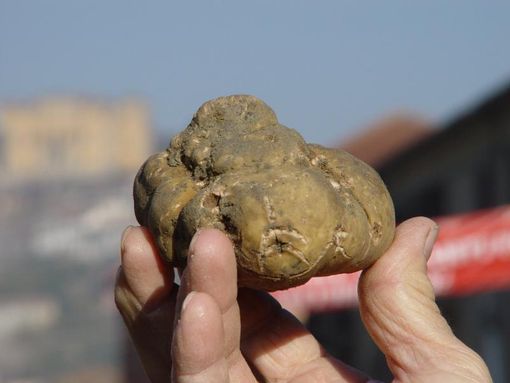A Canelli novembre vuol dire fiere. Al centro il tartufo, ma non solo A Canelli novembre vuol dire fiere. Al centro il tartufo, ma non solo